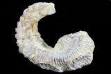 Cretaceous Fossil Oyster (Rastellum) - Madagascar #69638-1